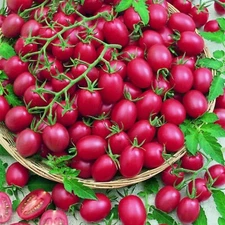 200pcs Tomato Cherry Pink Grape Seeds - Heirloom, Non-GMO Seeds.