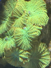 TSA Maui Wowi Mushroom Shroom Live Coral Frag Soft Rare 1 Single Head Frag