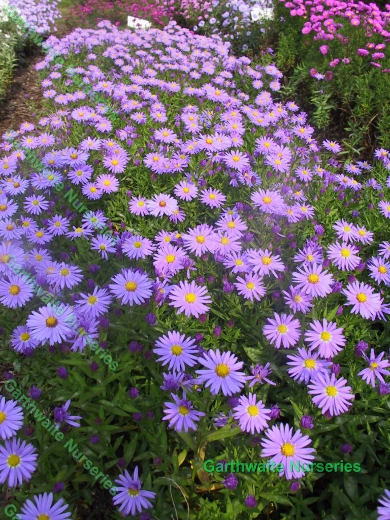 Michaelmas daisy 2024