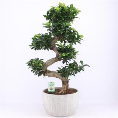 areca zimmerpflanze Goldfruchtpalme (Dypsis lutescens) kaufen