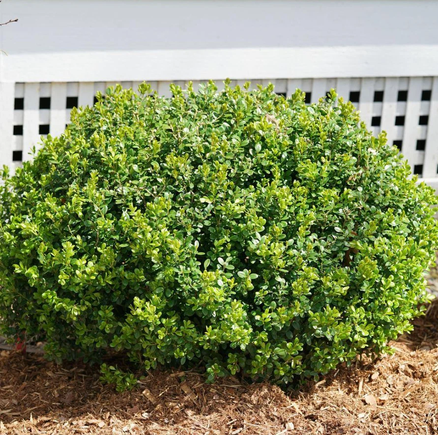 Sprinter Boxwood Shrub Buxus Microphylla Plant Evergreen Boxwood Plant 4.5qt Pot - Image 3 of 4