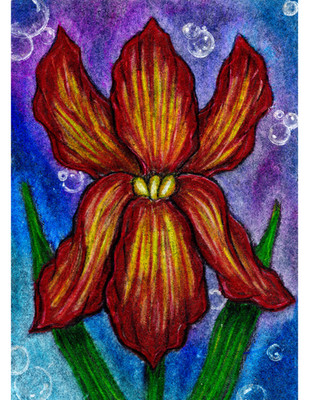 Aceo PRINT of original Iris flower with bubbles drawing 2.5x3.5 Kat Harris Art