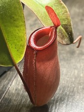 Nepenthes - Carnivorous Tropical Pitcher Plant - Bloody Mary