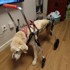 Medium  Large Dogs 4-Wheel Support for Disabled Pets