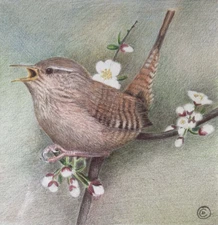 Original Coloured Pencil Bird Drawing "The Wren" Signed - Diane Carr  - Framed