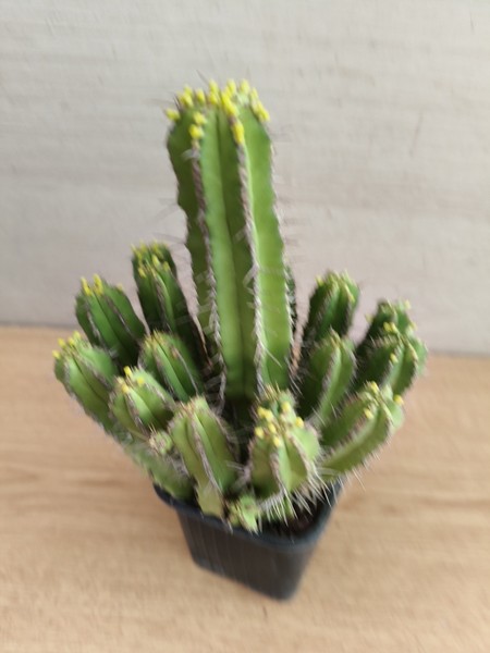 9848. EUPHORBIA Fruticosa,  vaso de 7,0cm. cactus, suculenta.