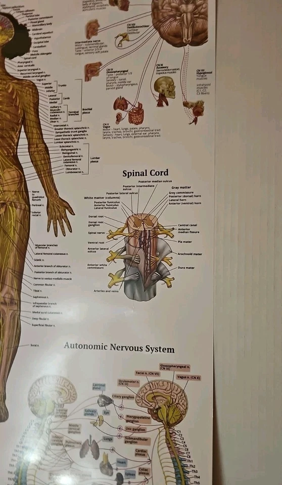 The Nervous System - 2 Sided Anatomy Poster 29.5" x 17.5" In. The Art Of Science - Image 4 of 4