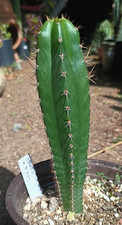 Echinopsis 'chalaensis-x-tpm',  7