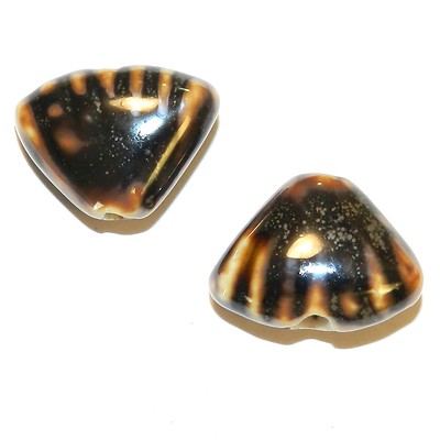 CPC271 Multi-tone Brown 23mm Puffed Corrugated Shell Glazed Porcelain Bead 10pc
