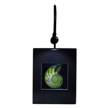 3D Nautilus Shell (Acromato) Holograma Imagen SOPORTE DE ESCRITORIO ILUMINADO, Tipo REPUJADO