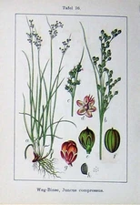 Old Antique Print Flowers Sturms 1906 Weg-Binse Juncus Tenuis Wandernde 20th