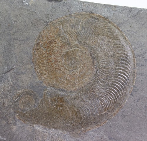 Ammonit, Harpoceras falcifer, Jura, Toarc, Holzmaden, Deutschland -m286 - Picture 1 of 4