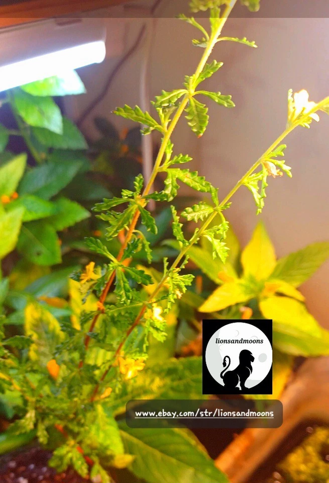 Damiana turnera diffusa Live Plant Cutting SMALL LEAF Rare Bitter Organic Real - Image 4 of 4