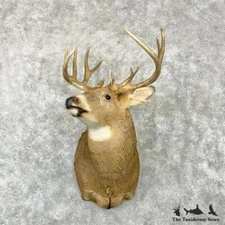 #29019 N | Whitetail Deer Taxidermy Shoulder Mount For Sale