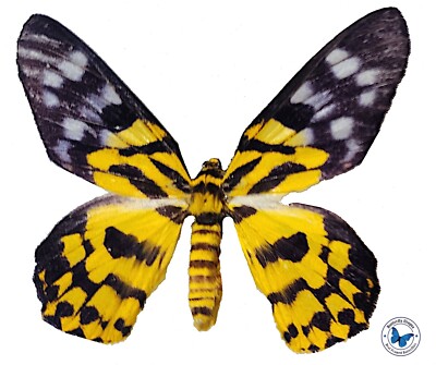 False Tiger Moth yellow butterfly - Unspread, wing closed, dried papered