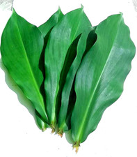 Ceylon Dried Thebu Leaves Natural Insulin Plant Costus Organic Diabetic Tea 20