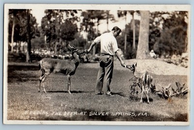 c1940's Feeding The Beer At Silver Springs Florida FL RPPC Photo Postcard