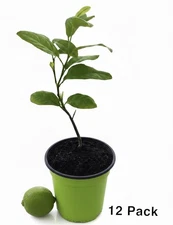 12 Pack Organic Key Lime Tree|USA|Texas|🌱