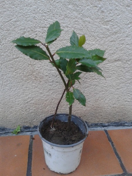 arbol LAUREL - altura 10-30 cm.