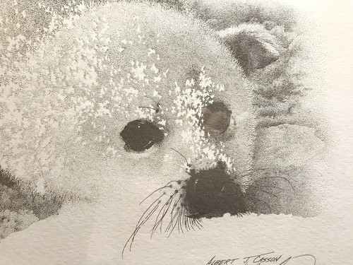 Beautiful Framed Baby Snow Seal Print Signed By Albert J Casson Wildlife Artist - Picture 6 of 7