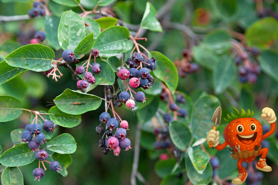 2 Serviceberry Trees - Amelanchier canadensis - 2–3 ft Bare Root - Edible & Hard - Image 3 of 4