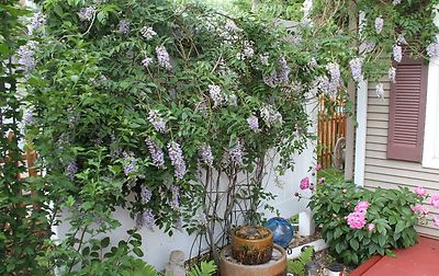 Lot of 25 Kentucky Wisteria Vine Seeds Purple Hardy Vining Perennial Plant  | eBay