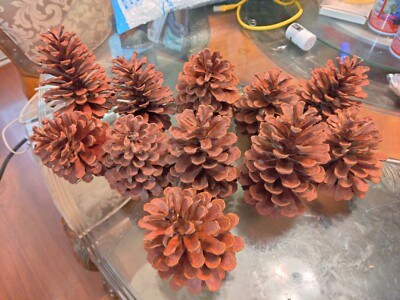 11 Pine Cones - 5-6 Inches - Natural Coastal North Carolina - Long Leaf Pine