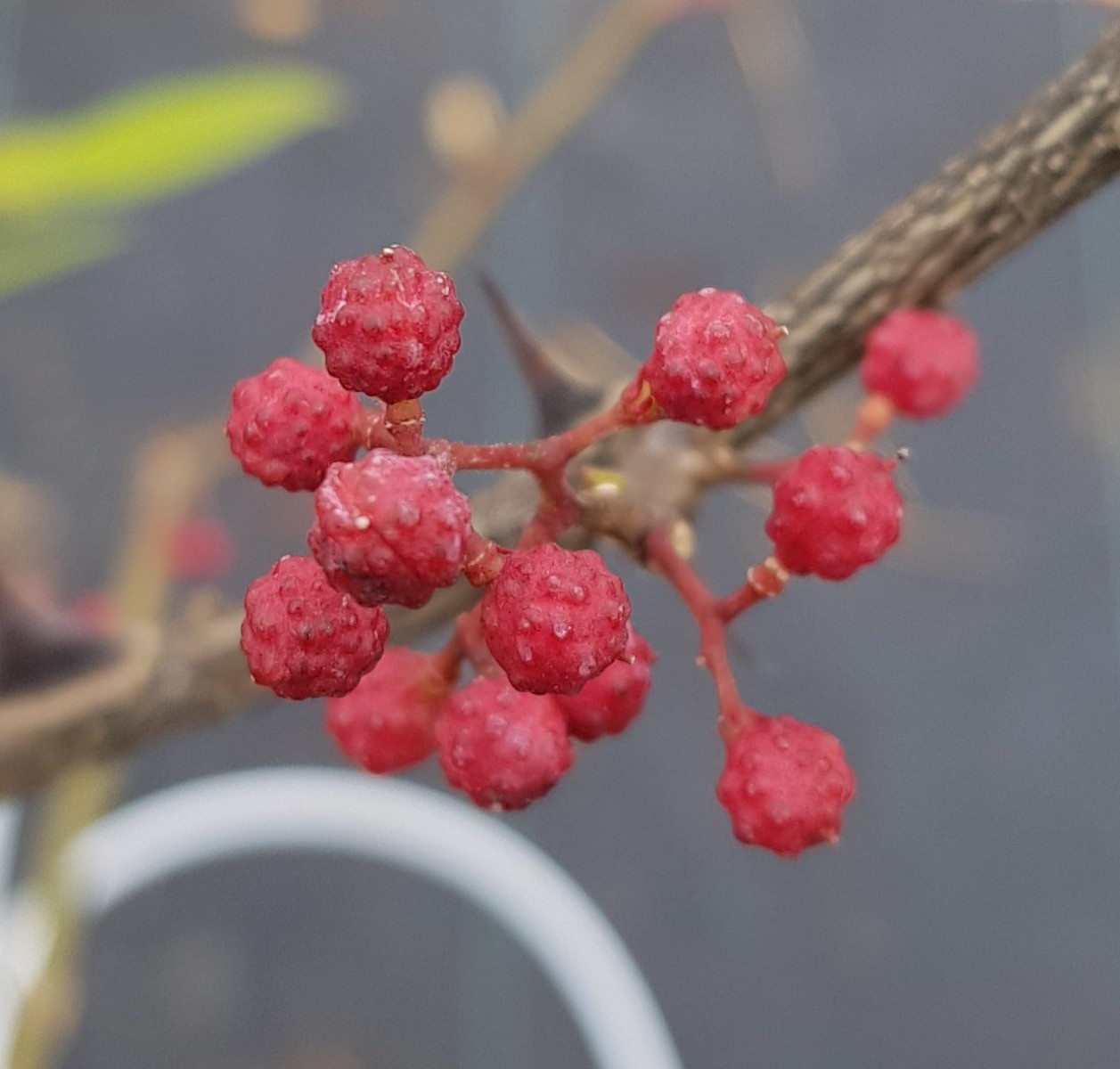 Poivrier de Timut Zanthoxylum alatum plante de jardin baliveau pot de 5L