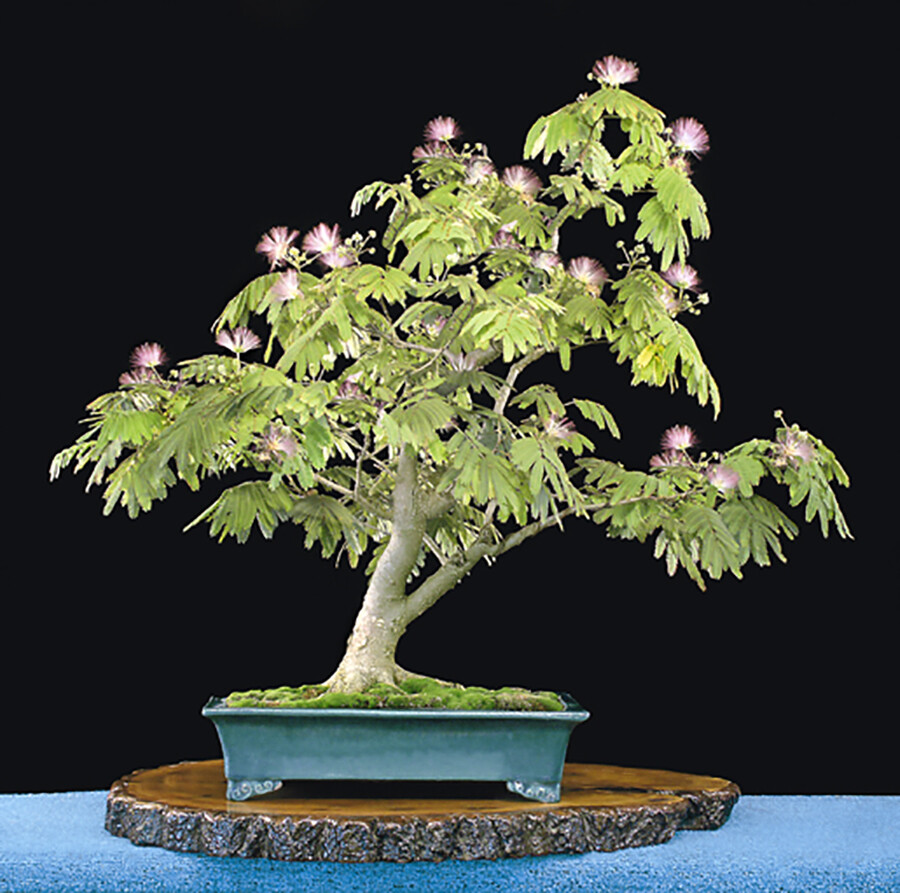 carmona microphylla bonsai Bonsai Carmona