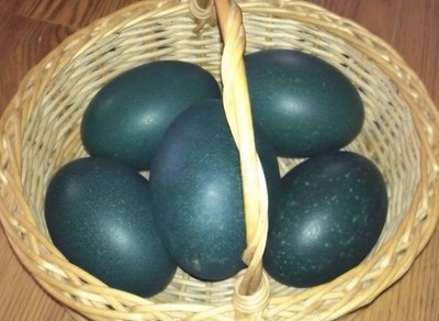 4 emu eggs Blown out and disinfected 