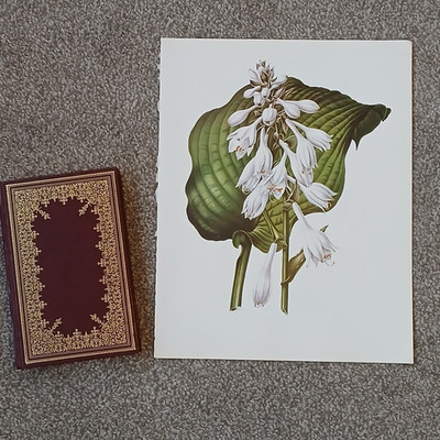 Vintage 1979 Plantain Lily Flower Botanical Flora Colour Book Art Print 12x15''