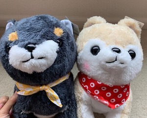 amuse collection shiba