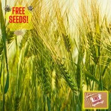 Fresh Wheat Seeds | Hard Red Winter | Organic | Heirloom Non-GMO | Grain Seeds