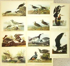 John J AUDUBON Birds of America 10 Prints Sandpiper Goose Duck 12.5 X 9 in