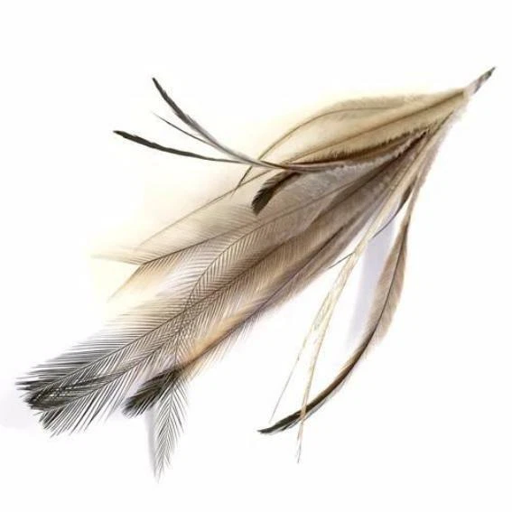 Feathers bird store supplies