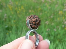 Natural 5 Mukhi Rudraksha Seed Ring 925 Silver Hindu Shiva Yoga Jewelry HANDMADE
