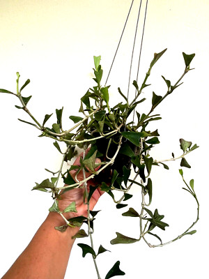 Hoya manipurensis  10-25 inches well rooted.