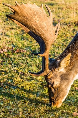 Photo 12x8 Fallow Deer Sevenoaks A Fallow Deer (Dama dama) buck at Knole P c2017