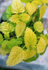 Lemon Balm All Gold herb plant 9cm pots - attracts