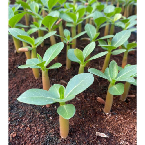 Adenium Arábicum - Phet-Muang-Khong - Flores rosas, planta corta, 20 semillas frescas - Imagen 7 de 12