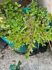 Bowls Of Mixed Pond Plants Established, Forget Me Nots, Mainly
