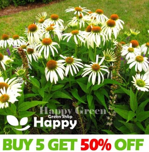 CONEFLOWER WHITE SWAN - 100 SEEDS - Echinacea Purpurea alba - PERENNIAL FLOWER - Picture 1 of 5