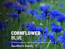 Tall Blue Cornflower Seeds, Heirloom Bachelor  s Button Flower, USA Grown