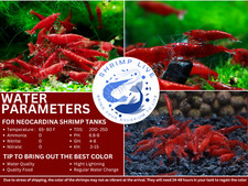 ShrimpLive 10 1 BLOODY MARY Premium Grade Neocaridina Shrimps. Live Arrival
