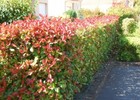 Foto 6 di 12