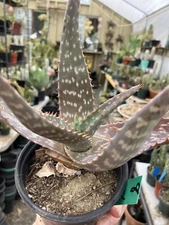 Aloe maculata Soap Aloe 8"Wide Succulent Cactus #8G