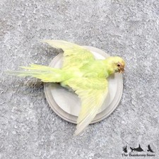 #18583 E | Parakeet Taxidermy Bird Mount For Sale