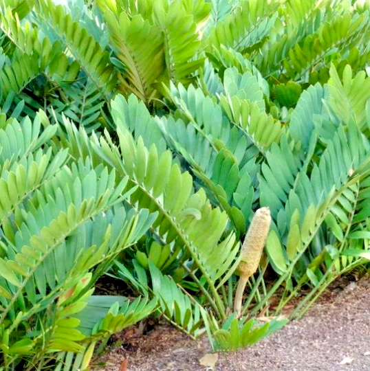 Zamia furfuracea - Cardboard Palm - 5 Seeds | eBay