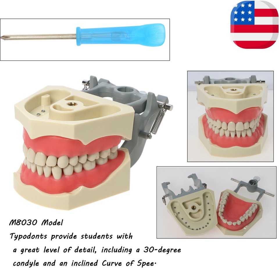 Vente De Mod&egrave;le De Pratique Dentaire Typodont Compatible Avec Columbia NISSIN Kilgore Frasaco En Ligne