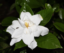 Gardenia jasminoides Seeds - Cape Jasmine - Common Gardenia